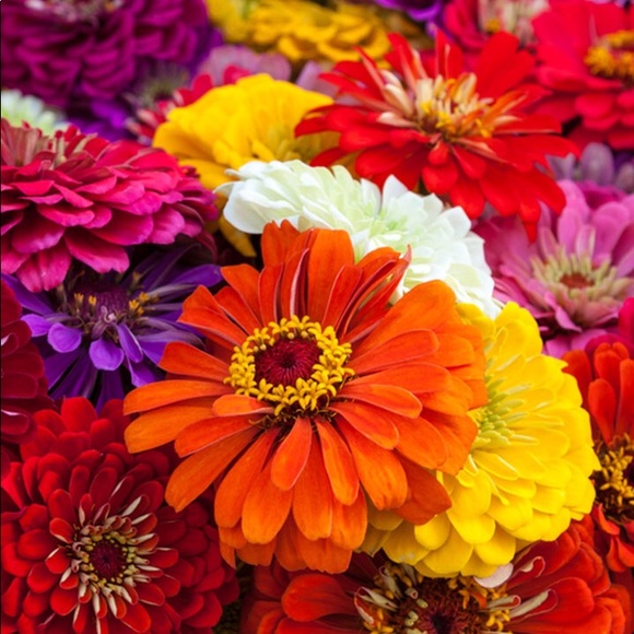 Meet your Posher, Nia Pat - Picture 2 of 8